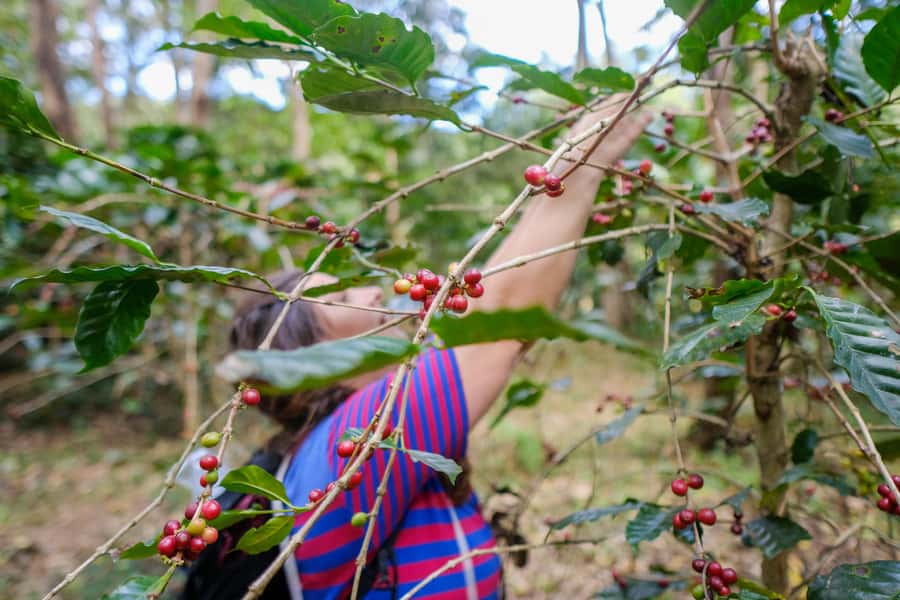 Chiang Mai Coffee Full Day Tour: Trek, Brew & Roast Journey. - Highlights Worth Choosing This Tour For
