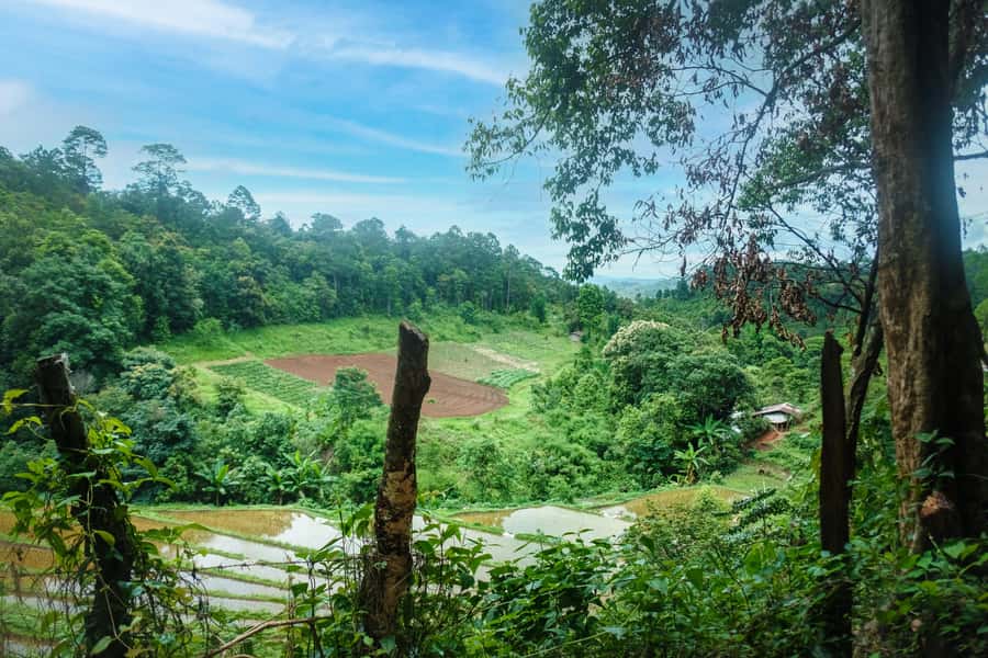 Chiang Mai Coffee Full Day Tour: Trek, Brew & Roast Journey. - Transportation and Timing: Why the Plan Works for a Full Day