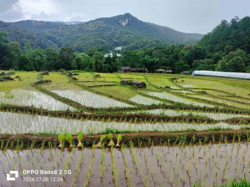 Chiang Mai: Doi Inthanon National Park+Trek Pha Dok Siew - Ban Mae Klang Luang: Rice Fields and the Karen Village Coffee Moment