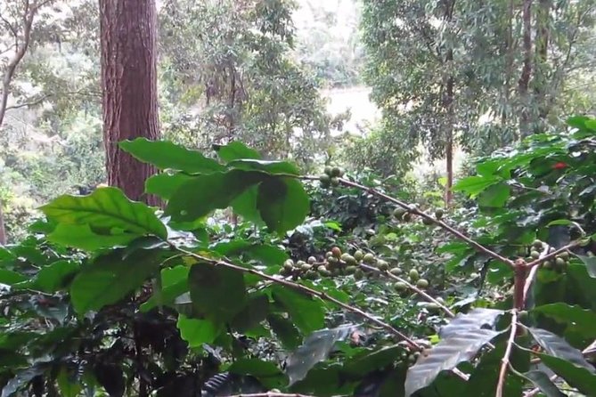 CHIANG MAI: Doi Inthanon-Trekking Pha Dok Seaw-Waterfall-Lunch - Waterfall trek at Pha Dok Siew: nature trail, rice terraces, and cooling off