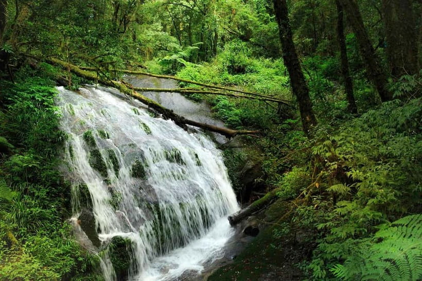 Chiang Mai: Doi Inthanon Trip with Pha Dok Siew Guided Trek - The Pha Dok Siew Nature Trail trek: 2 hours that feel worth the effort