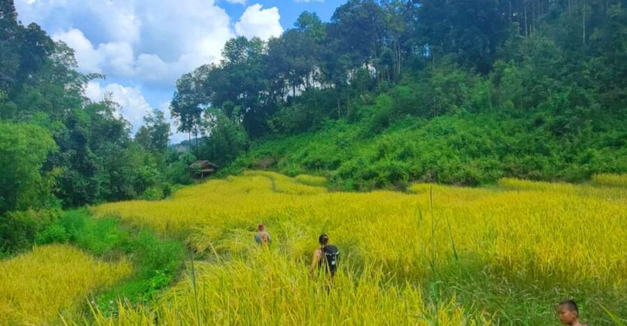 Chiang Mai: Elephant Sanctuary & Jungle Trek w/ Waterfall - Getting to Mae Win: what the morning drive adds to your day