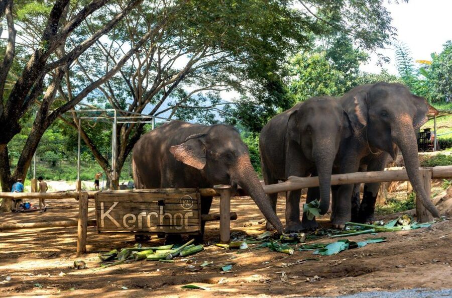 Chiang Mai: Full-Day Kerchor Elephant Eco Park Tour & Trek - FAQ