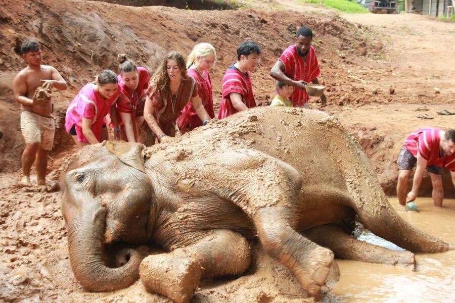 Chiang Mai: Full-Day Kerchor Elephant Eco Park Tour & Trek - Kerchor Elephant Eco Park: What Makes It Feel Worth the Trip
