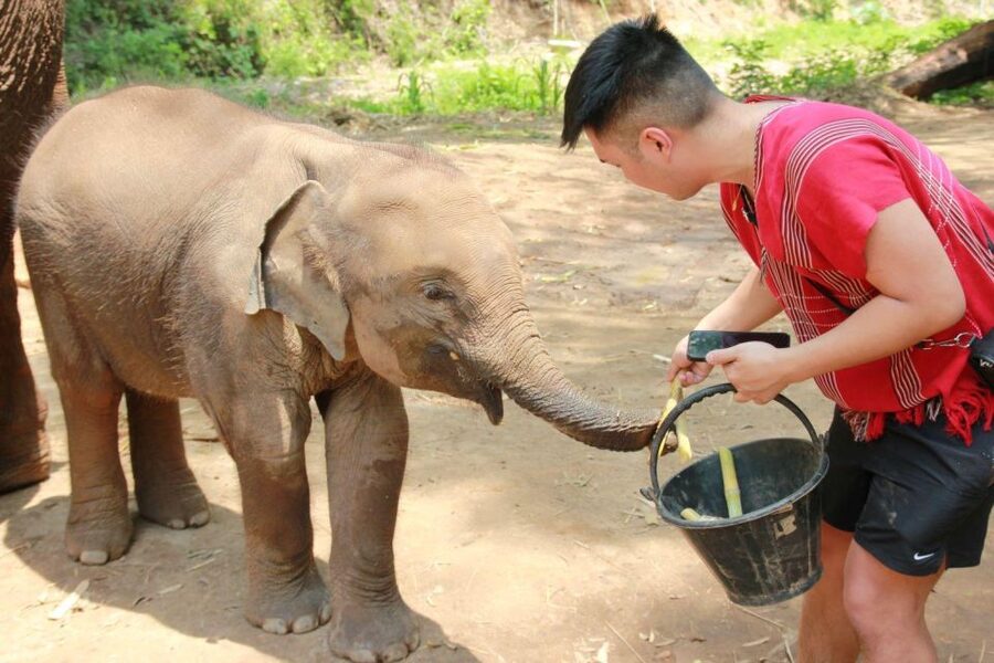 Chiang Mai: Full-Day Kerchor Elephant Eco Park Tour & Trek - Bamboo Rafting on a Traditional Setup: Cold, Muddy, and Surprisingly Fun