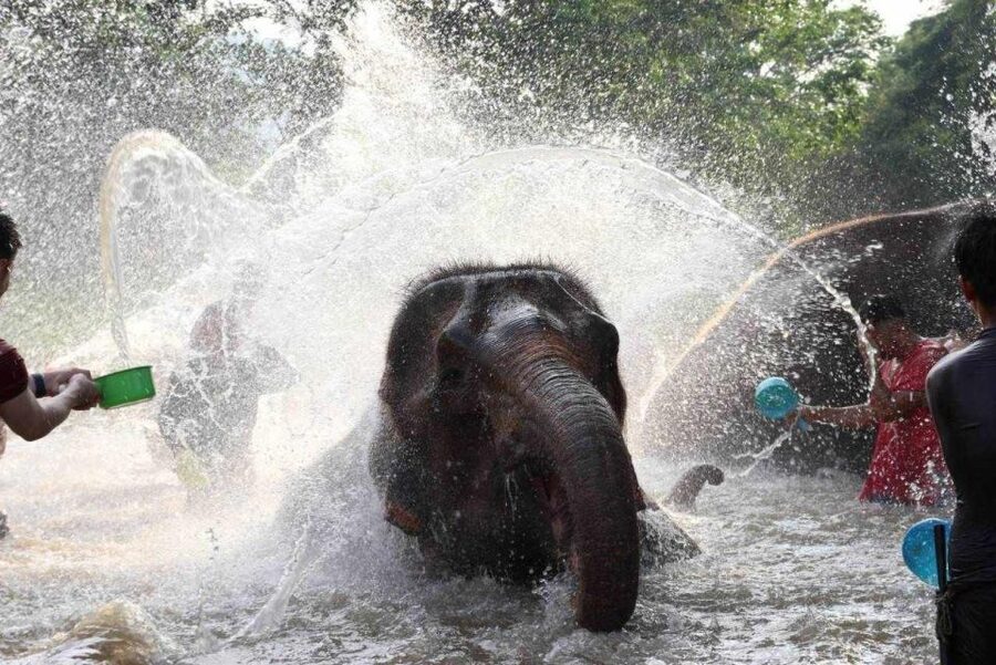 Chiang Mai: Full-Day Kerchor Elephant Eco Park Tour & Trek - Lunch and the In-Between Moments: Where the Tour Shifts Gears