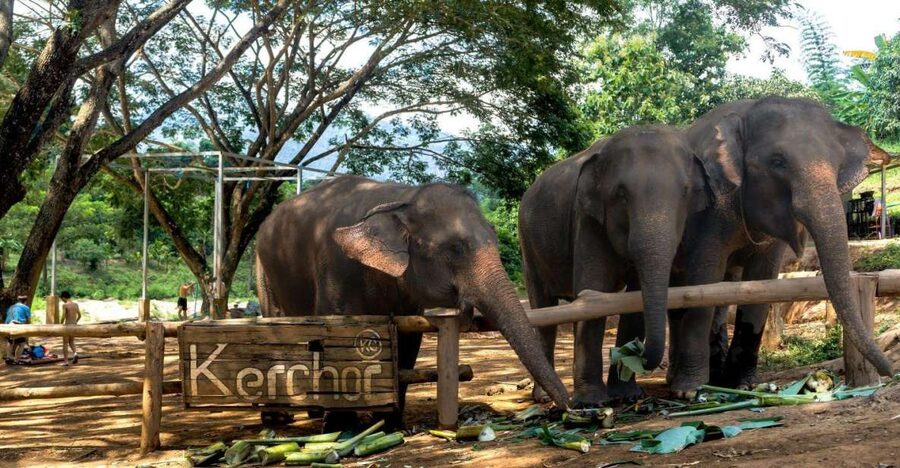 Chiang Mai: Full-Day Kerchor Elephant Eco Park Tour & Trek - Price and Value at $57: What You’re Really Paying For