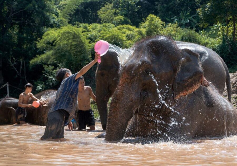 Chiang Mai: Full-Day Kerchor Elephant Eco Park Tour & Trek - Practical Tips: What to Bring, What to Wear, and Pickup Reality Checks
