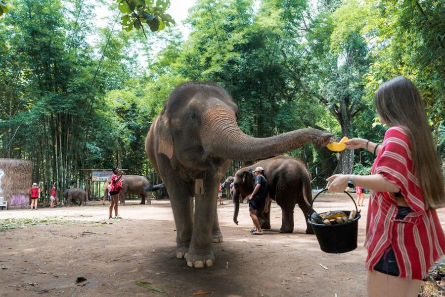 Chiang Mai: Full-Day Kerchor Elephant Eco Park Tour & Trek - Should You Book the Chiang Mai Kerchor Elephant Eco Park Tour?