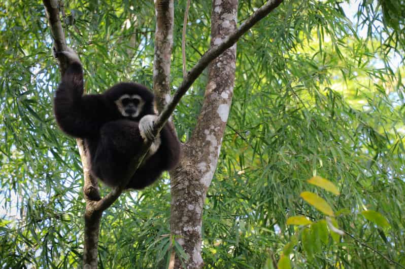 Chiang Mai: Gibbons, Trekking & Mae Kampong Small Group Tour - Chiang Mai to Mae Kampong: The Mountain Morning You’ll Actually Feel