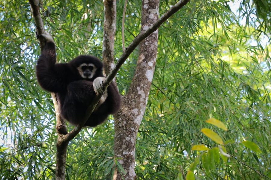 Chiang Mai: Gibbons, Trekking & Mae Kampong Small Group Tour - Comfort, Fitness, and Sickness: The Practical Side People Forget