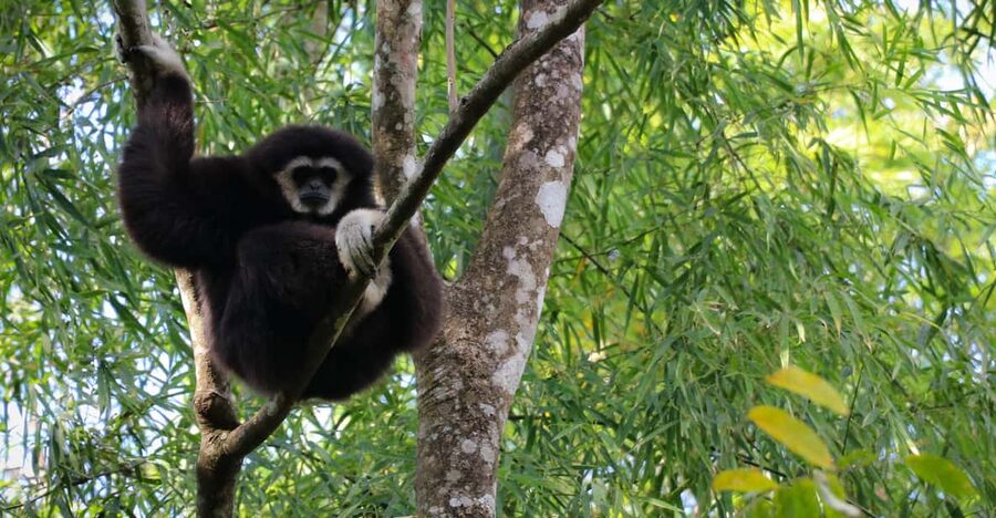 Chiang Mai: Gibbons, Trekking & Mae Kampong Small Group Tour - Who This Trip Is Best For (and Who Might Prefer Something Easier)