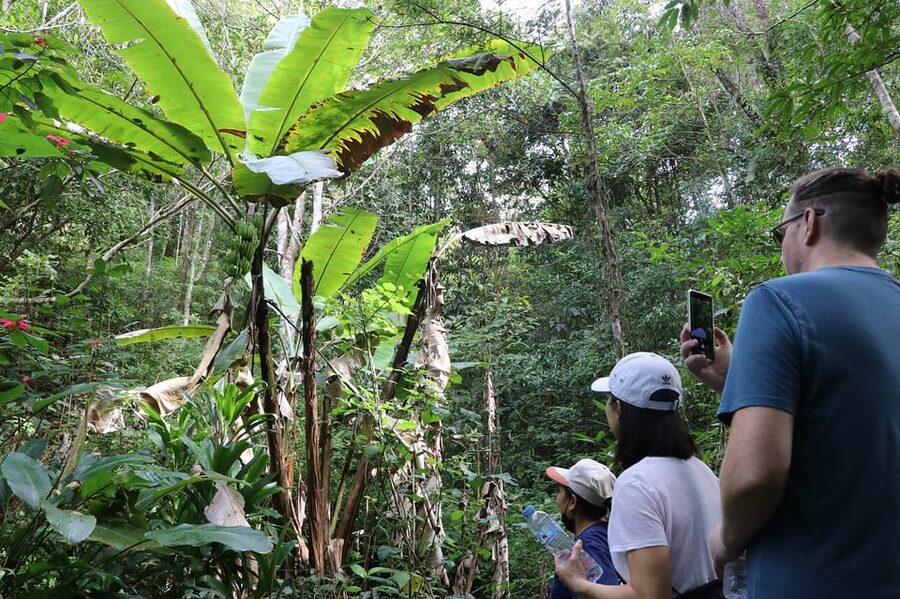 Chiang Mai: Gibbons, Trekking & Mae Kampong Small Group Tour - Gibbon Spotting Isn’t Guaranteed, and That’s the Point