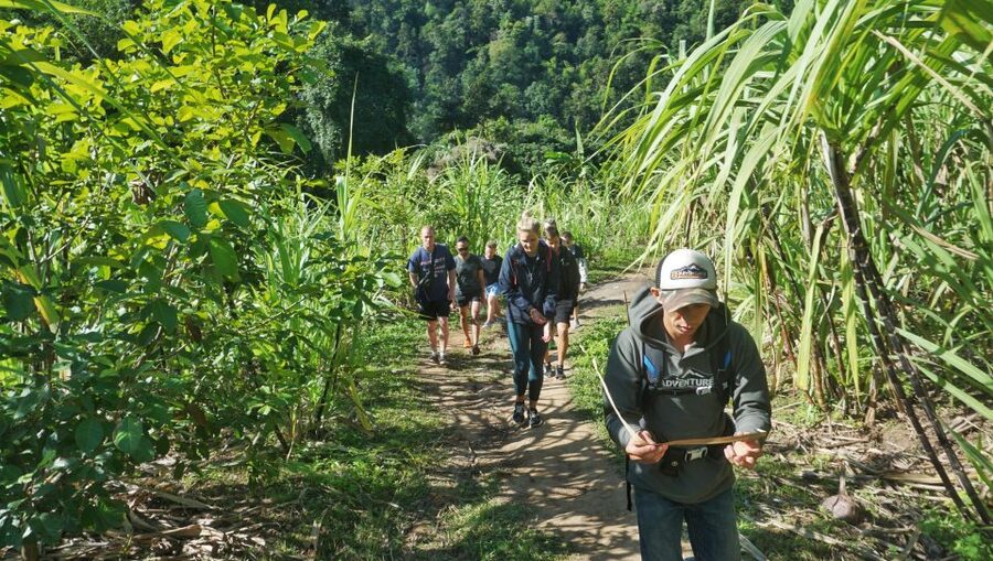 Chiang Mai: Guided Jungle and Waterfall Trek with Transfer - Provider and overall quality signal