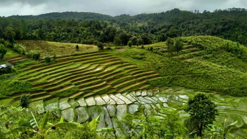 Chiang Mai: Jungle Trek, Elephants care & Bamboo Rafting - Timing and logistics: what the day feels like from start to finish