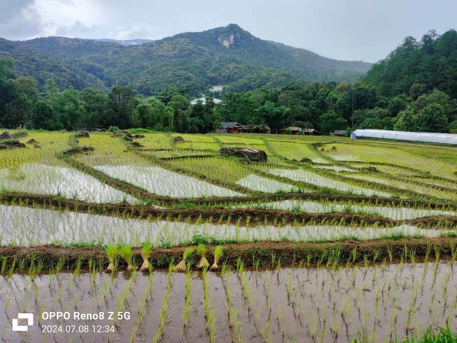 Chiang Mai: Mae Ya Waterfall & Pha Dok Siew Trail Trek - Mae Ya Waterfall + Pha Dok Siew Trek: how this day tour earns its spot
