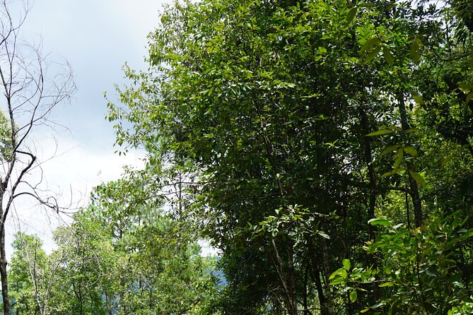 Chiang Mai Trekking Tour :Full day (no rafting) - The Morning Flow: 7:30 Pickup and the Ride Out of Chiang Mai