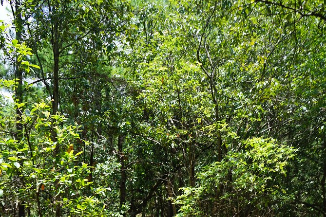 Chiang Mai Trekking Tour :Full day (no rafting) - Tips to Get More From Your Day (No Rafting Needed)