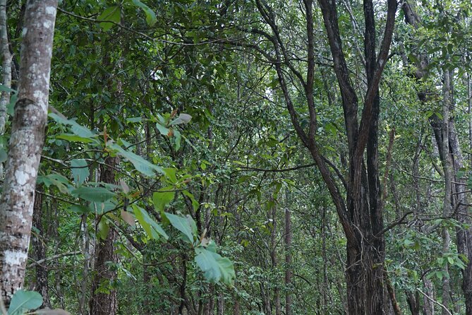 Chiang Mai Trekking Tour :Full day (no rafting) - Should You Book This Chiang Mai Trekking Tour to Elephant Pride Sanctuary?