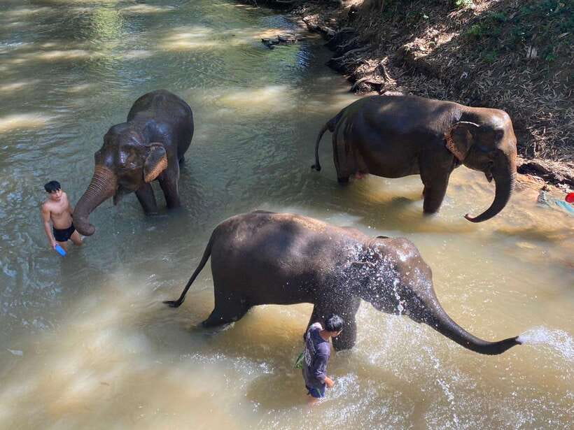 Chiang Mai Untouched Elephant: Nature Walk & Waterfall Trek - Key reasons this Chiang Mai elephant day gets such strong praise