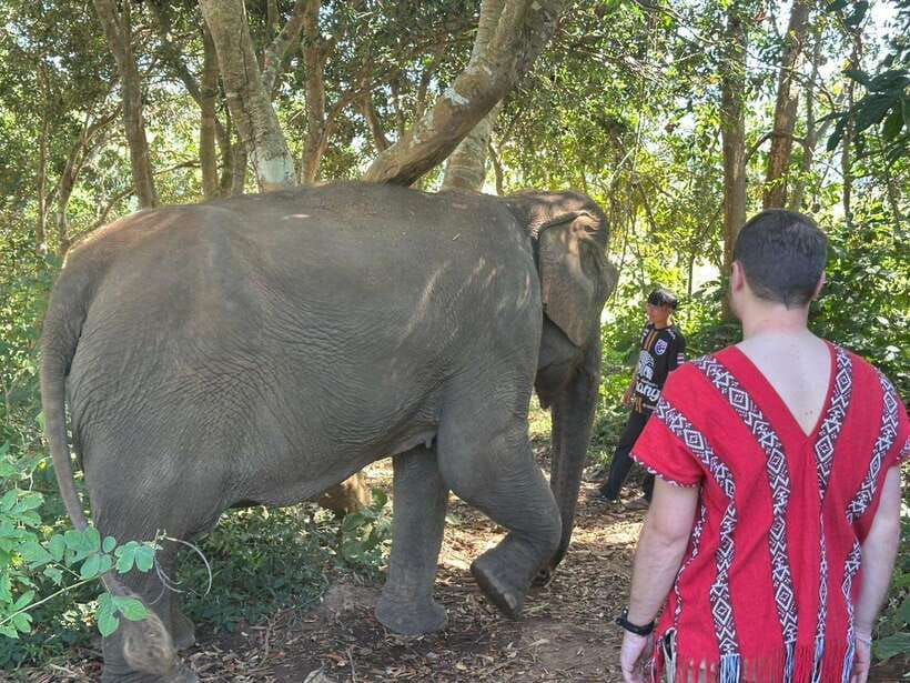 Chiang Mai Untouched Elephant: Nature Walk & Waterfall Trek - Why this tour feels different from the typical elephant encounter