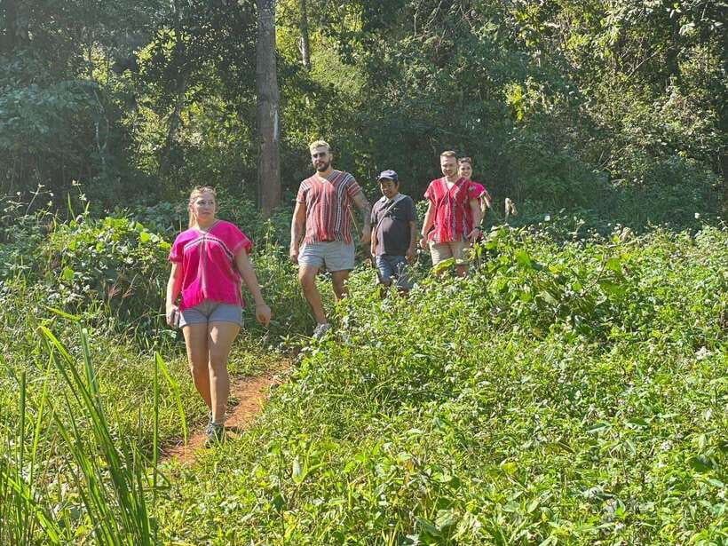 Chiang Mai Untouched Elephant: Nature Walk & Waterfall Trek - Elephant walk in the jungle: what to expect and how to move safely
