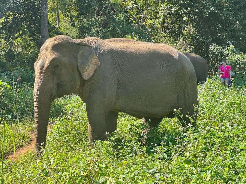 Chiang Mai Untouched Elephant: Nature Walk & Waterfall Trek - The river mud spa and bath: plan for the wet part of the day