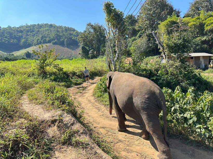 Chiang Mai Untouched Elephant: Nature Walk & Waterfall Trek - Price and value: is $51 a fair deal in Chiang Mai?