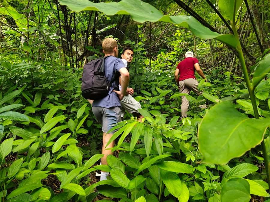 Chiang Rai: Jungle Adventure-Group Trekking & Bamboo Cooking - A Chiang Rai Jungle Day That Feels Off the Main Circuit
