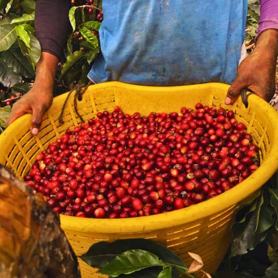 Coffee, Cocoa and Trekking Tour in Minca: Nature, Crops and Production - Coffee, Cocoa and Trekking in Minca: What You’re Really Signing Up For