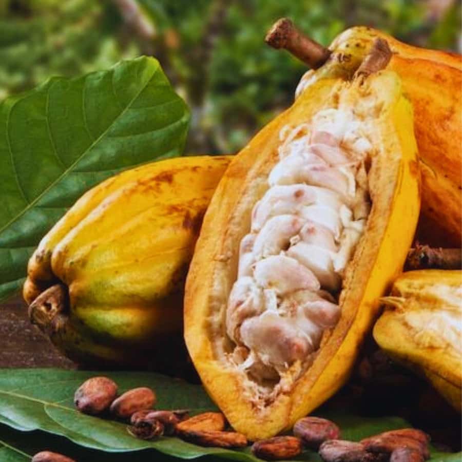 Coffee, Cocoa and Trekking Tour in Minca: Nature, Crops and Production - Who This Tour Is Best For (and Who Might Prefer Something Else)
