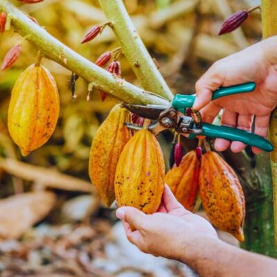 Coffee, Cocoa and Trekking Tour in Minca: Nature, Crops and Production - Puente de Minca and Minca Park: The Walk That Adds Context, Not Fluff