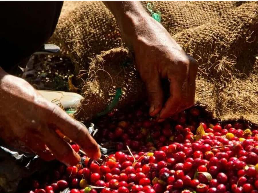 Coffee, Cocoa and Trekking Tour in Minca: Nature, Crops and Production - Pace, Comfort, and Fitness: The Trail Is Part of the Product