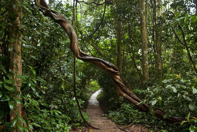 Cuc Phuong National Park Private Day Tour: Trekking & Primates - Thousand-Year-Old Tree Stop and the Jungle Lunch Break