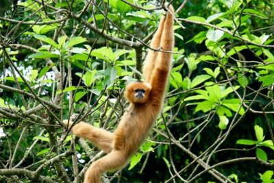 Cuc Phuong National Park Private Day Tour: Trekking & Primates - Cave of Pre-historic Man: Limestone, 1966 Excavation, and Human Clues