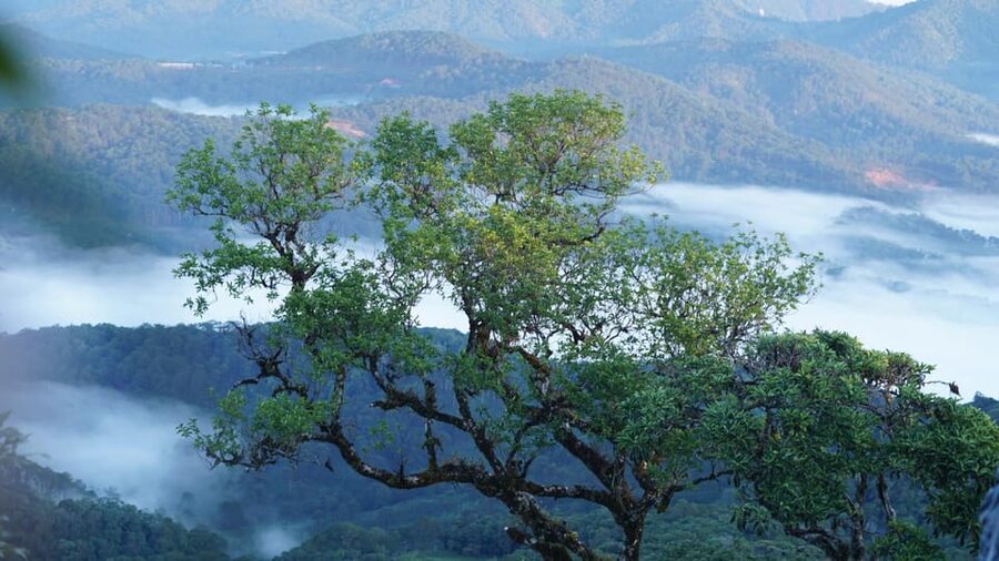 Dalat Trekking to Langbiang mt - The pine forest, the wildlife talk, and the ethnic connection