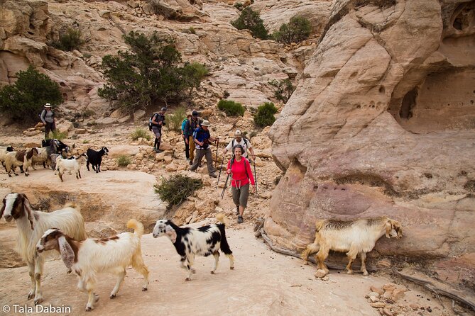 Dana to Petra Trek + Wadi Rum & the Dead Sea - 9 Days - Quick hits: what makes this trek work