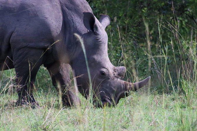 Day Tour Of Ziwa Rhino Sanctuary and Wildlife Ranch - ZIWA RHINO TREKKING - Key highlights to know before you go