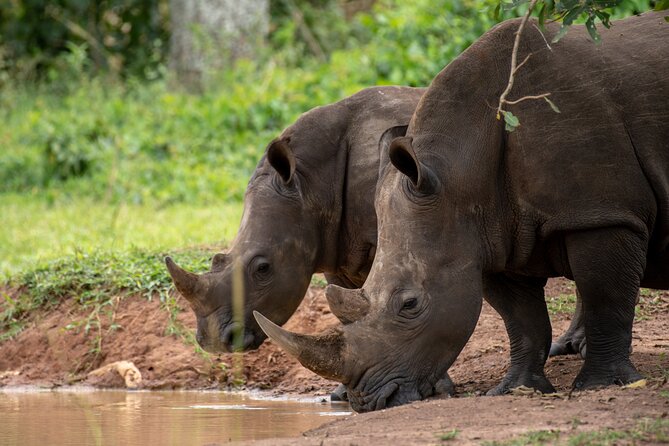 Day Tour Of Ziwa Rhino Sanctuary and Wildlife Ranch - ZIWA RHINO TREKKING - Getting From Kampala to Ziwa: Timing and Road Reality