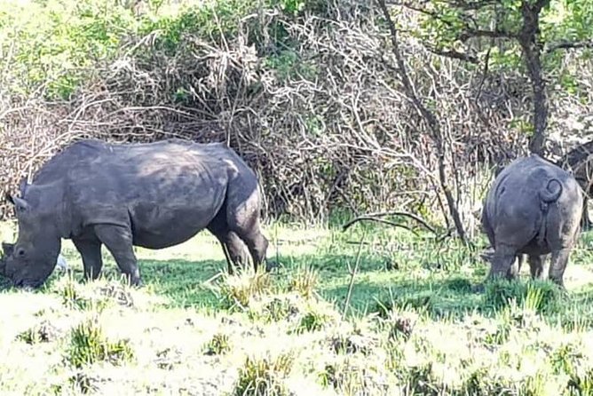 Day Tour Of Ziwa Rhino Sanctuary and Wildlife Ranch - ZIWA RHINO TREKKING - Wildlife Ranch Bonus: Birds, Shoe bill Storks, and the Hippo Possibility
