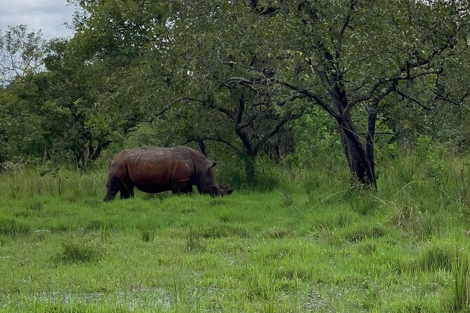 Day Tour Of Ziwa Rhino Sanctuary and Wildlife Ranch - ZIWA RHINO TREKKING - Price and Value: Is $300 Fair for What’s Included?