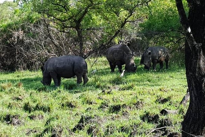 Day Tour Of Ziwa Rhino Sanctuary and Wildlife Ranch - ZIWA RHINO TREKKING - Practical Tips for a Better Rhino Trek (Without Overthinking It)