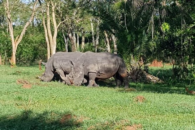 Day Tour Of Ziwa Rhino Sanctuary and Wildlife Ranch - ZIWA RHINO TREKKING - Who This Ziwa Rhino Trek Best Fits