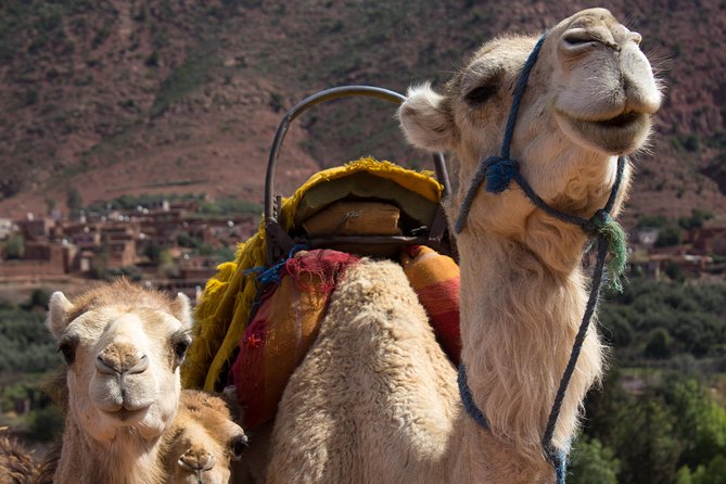 Day Trekking Atlas Mountains - Imlil Is the Heart: Village Crossings, Waterfall Time, and Lunch in a Family House