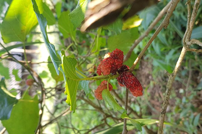 Doi inthanon National Park + 2Hour Fantastic Trekking with Lunch - Wachirathan Falls: the big finale walk you shouldn’t skip