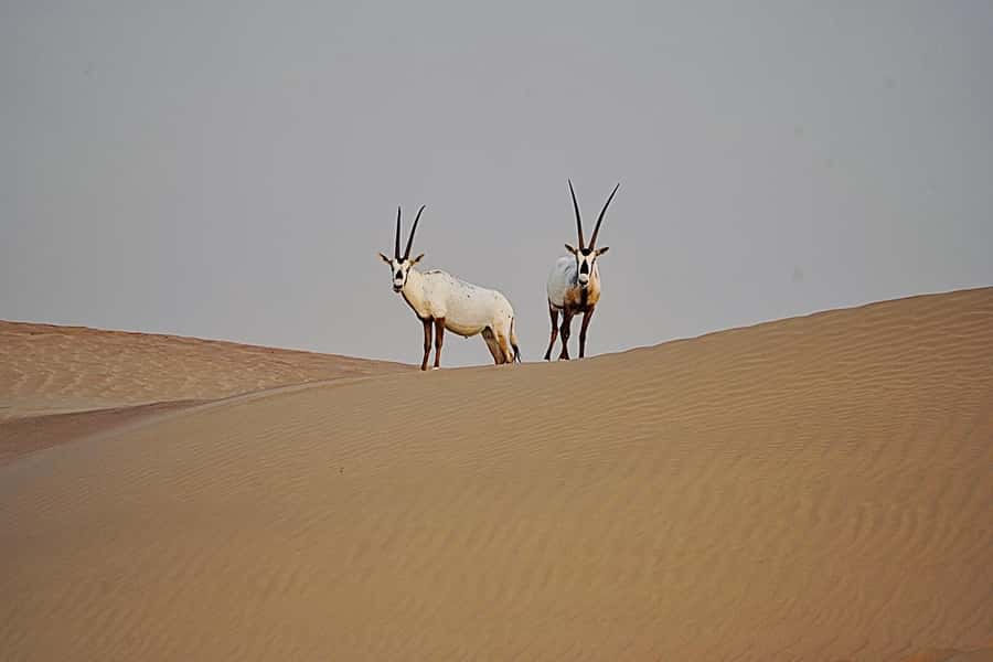 Dubai: Half-Day Camel Trekking with Al Marmoom Breakfast - Gahwa and Arabic coffee-making: what you’ll actually get