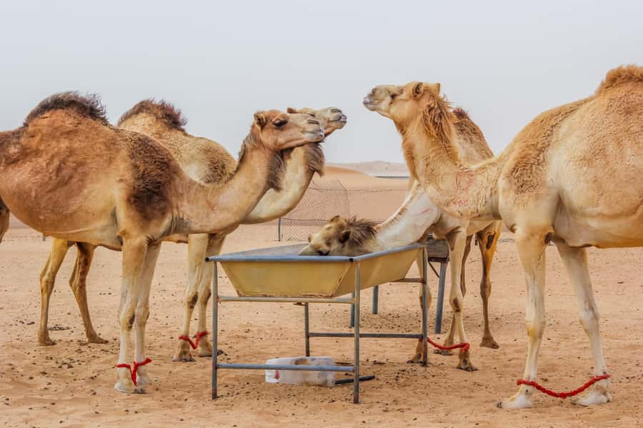 Dubai Sunrise Desert Camel Trek with Breakfast - Key points I’d plan around
