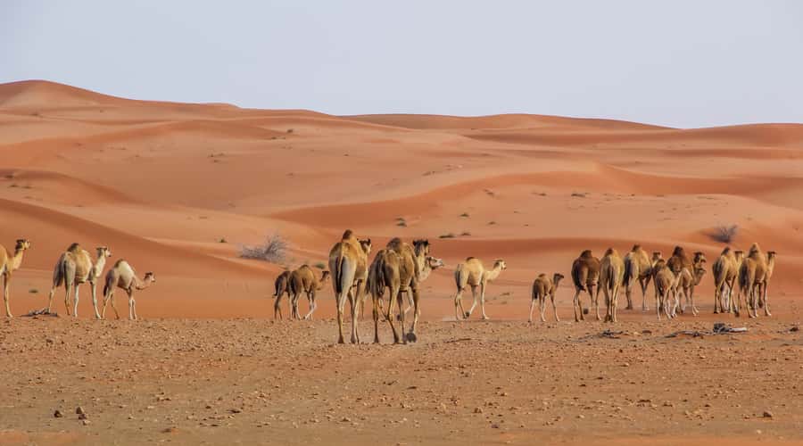 Dubai Sunrise Desert Camel Trek with Breakfast - How the 4:00 a.m. sunrise safari actually works