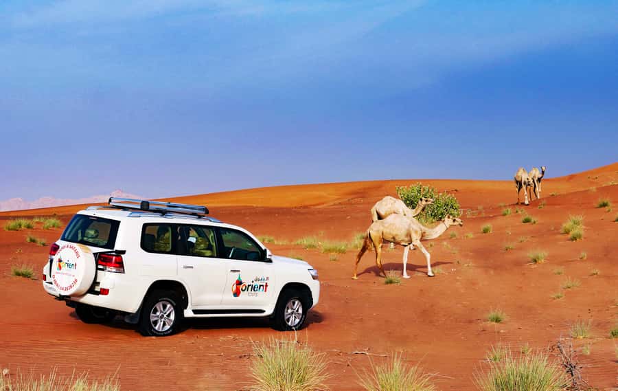 Dubai Sunrise Desert Camel Trek with Breakfast - Should you book this Dubai sunrise camel trek?