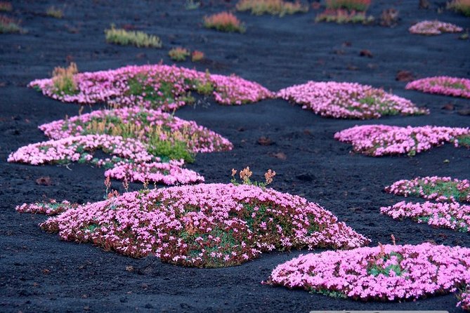 Etna 3000 from the south with Cable Car and trekking – Morning or Afternoon - The 2001 Eruption Crater Climb: Where Views Replace Explanations